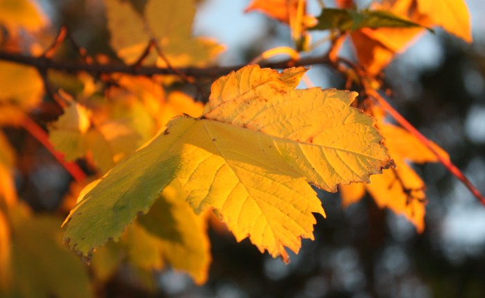 Finalmente l’Autunno